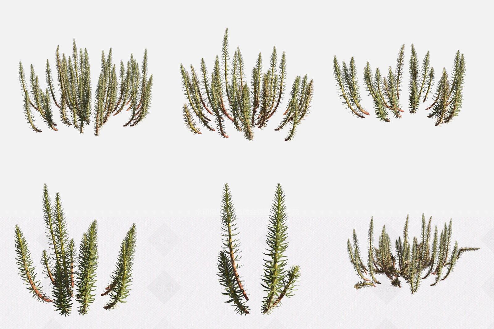 水生植物3D模型下载【ID:1188122746】