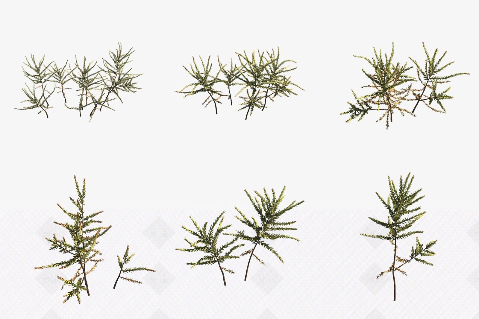 水生植物3D模型下载【ID:1188288630】