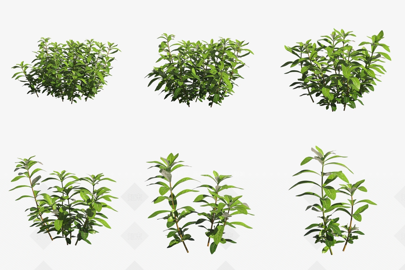 水生植物3D模型下载【ID:1188288962】