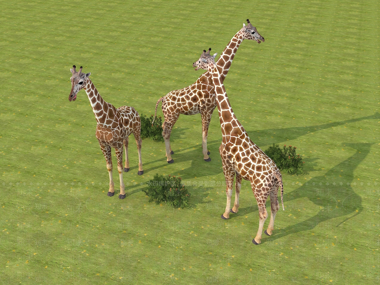 其他动物3D模型下载【ID:1188377907】