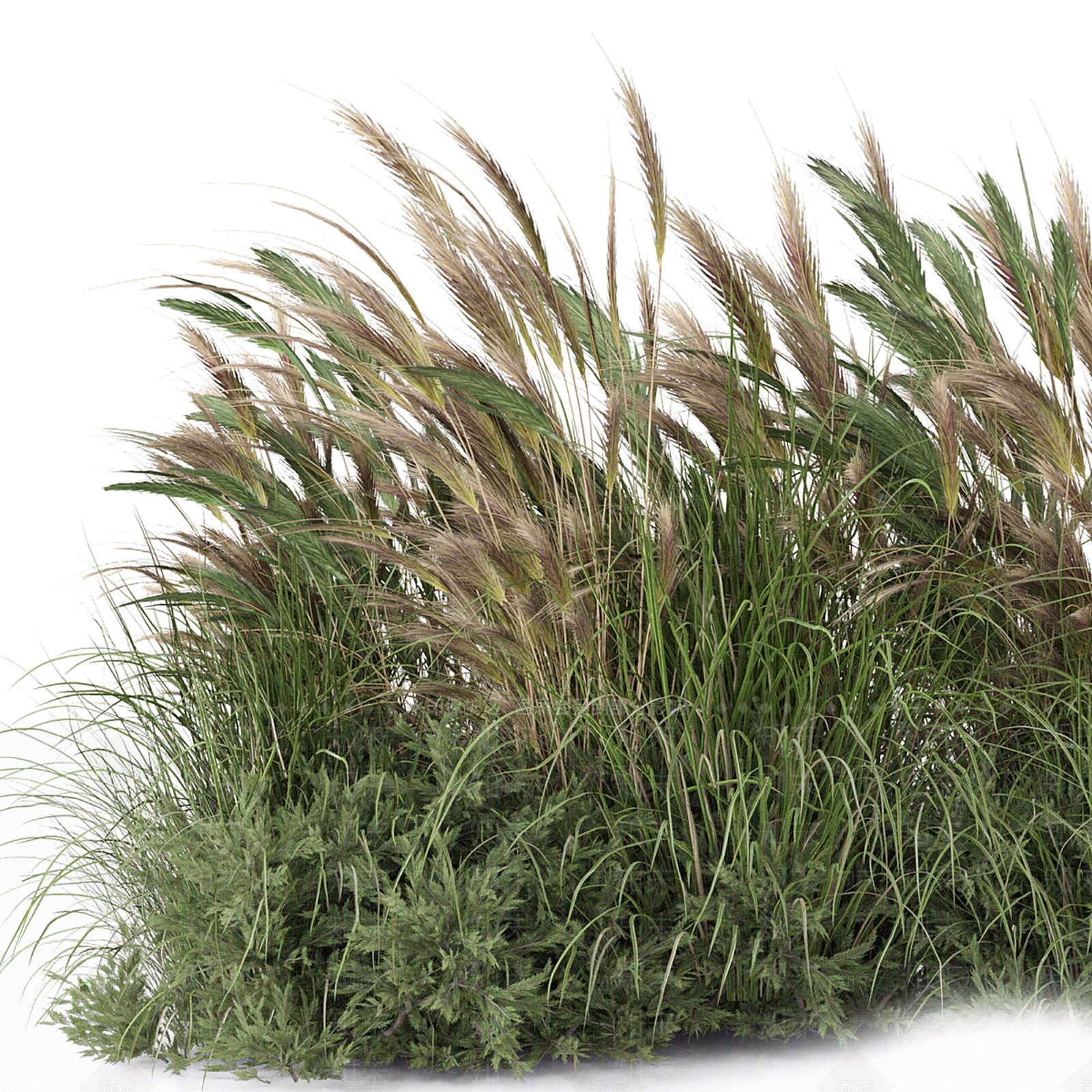 草3D模型下载【ID:1188432015】