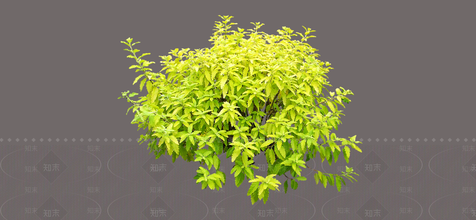灌木SU模型下载【ID:1188822523】