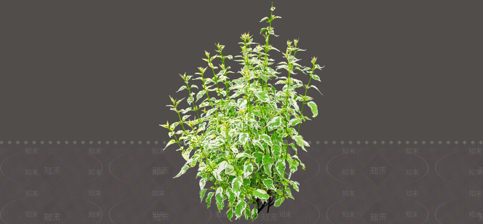 灌木SU模型下载【ID:1188822694】
