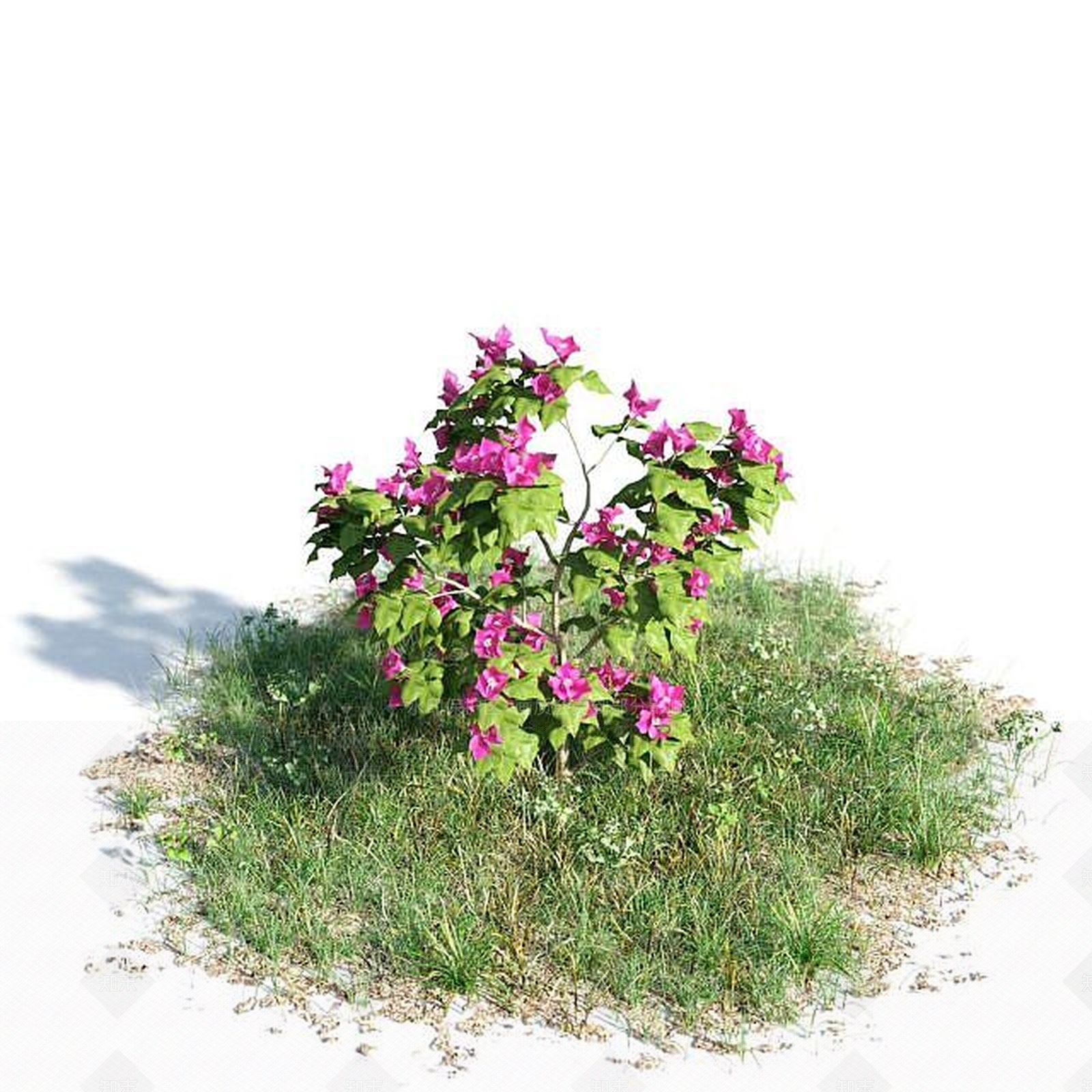 现代开花灌木3D模型下载【ID:1188831745】