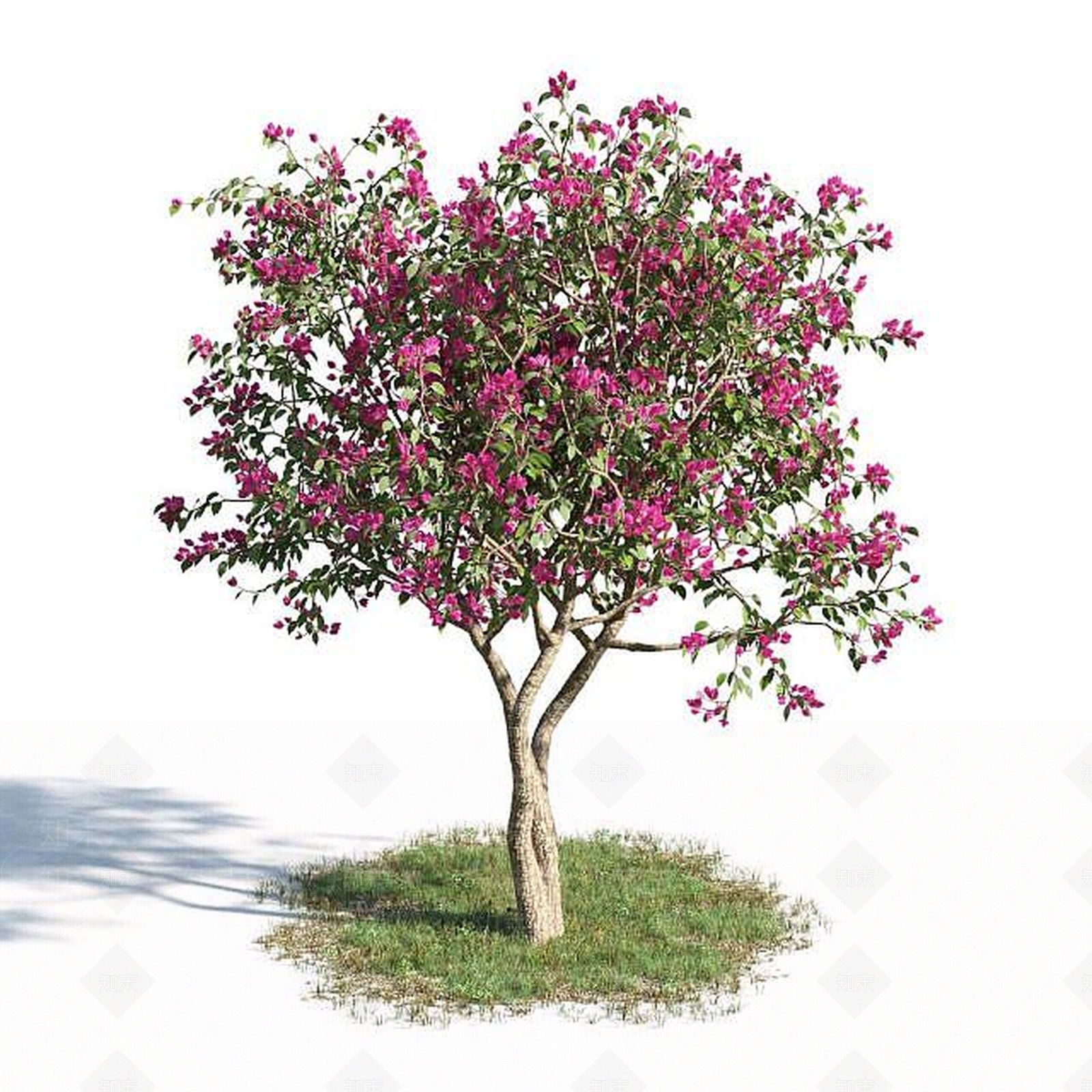 现代开花小乔木3D模型下载【ID:1188831899】