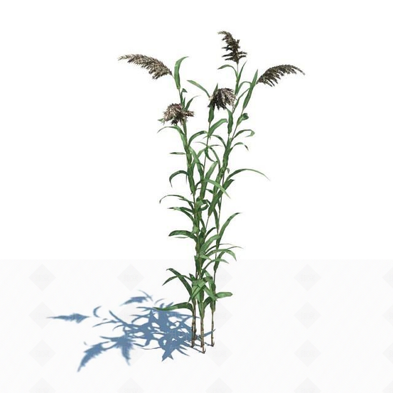 现代芦苇3D模型下载【ID:1188840257】
