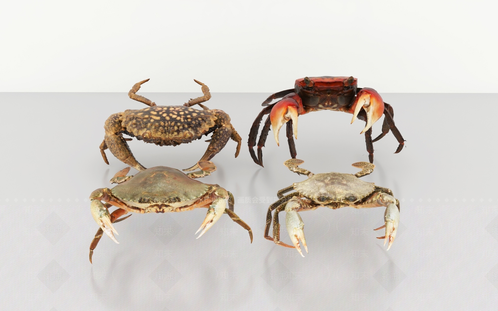 水生类动物3D模型下载【ID:1188850605】