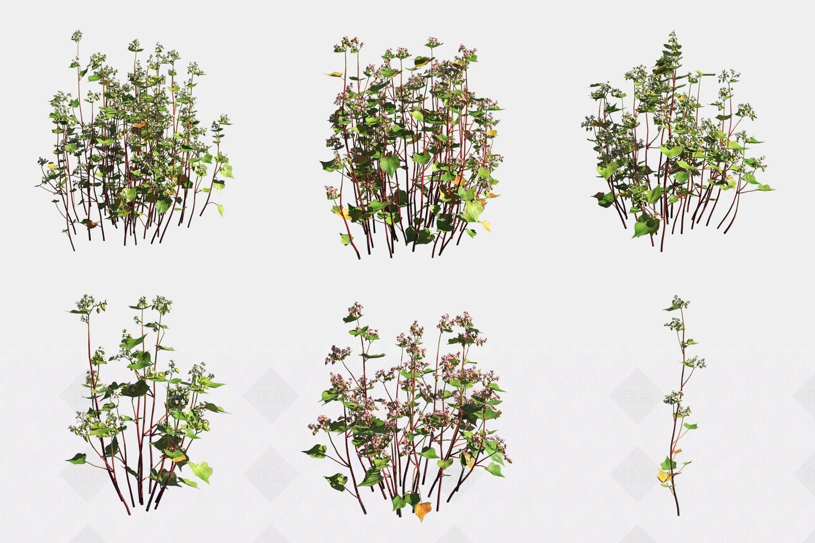 农作物3D模型下载【ID:1188854304】