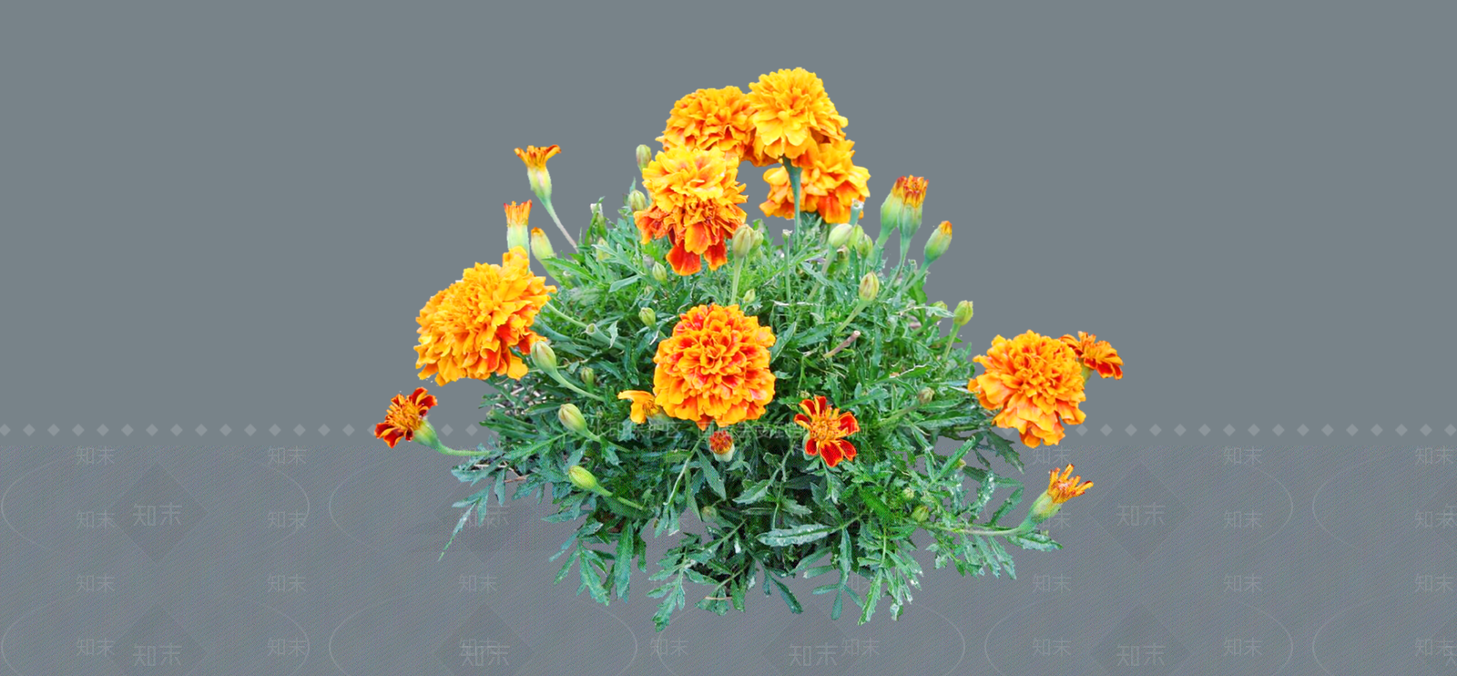花草SU模型下载【ID:1188867278】