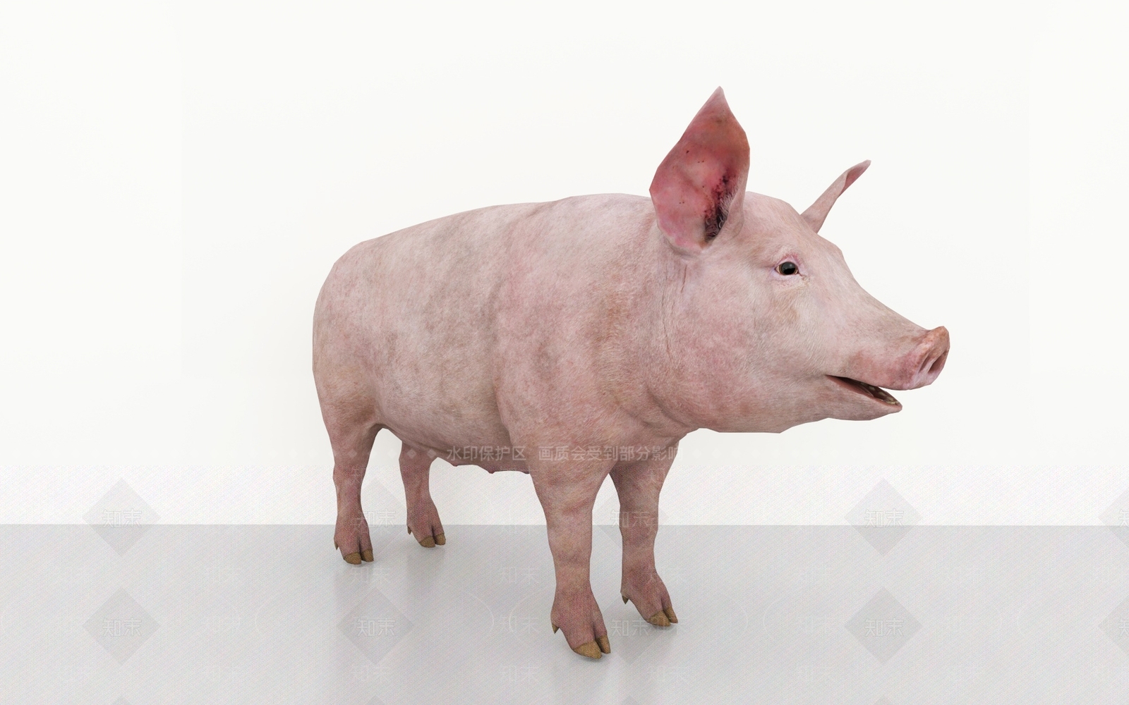 家禽类动物3D模型下载【ID:1188868748】