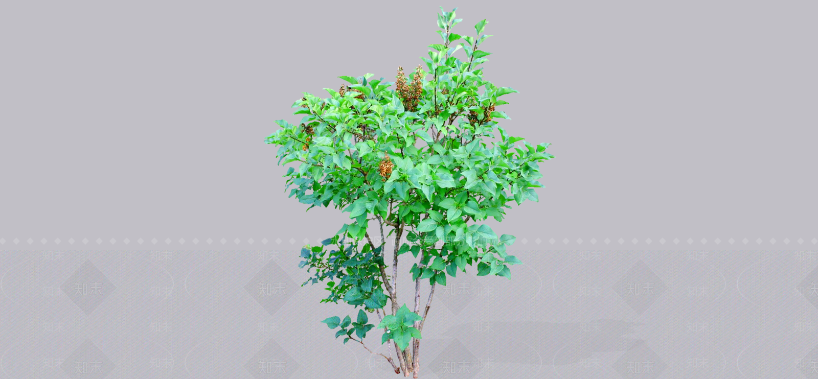 灌木SU模型下载【ID:1188886907】