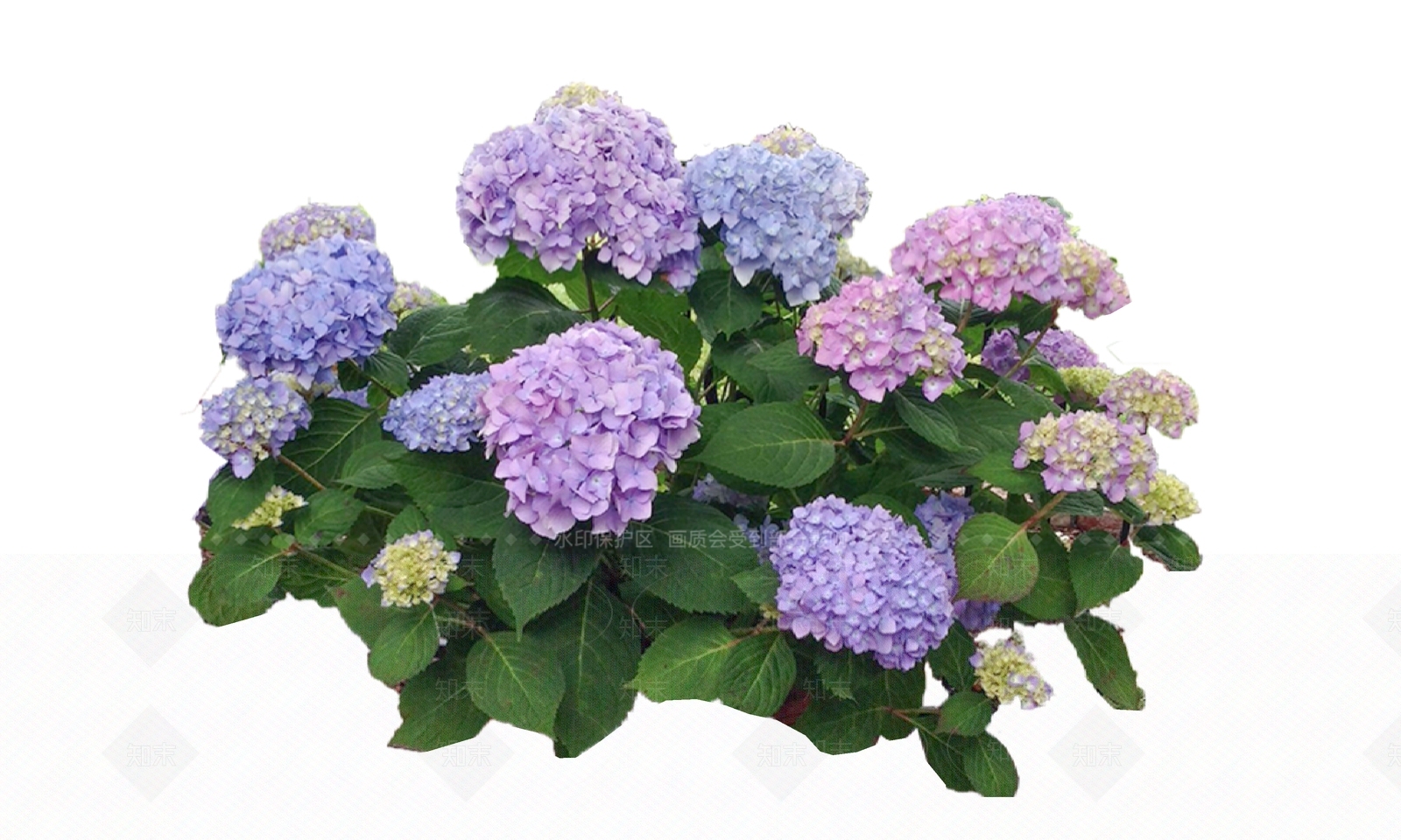 2D花草SU模型下载【ID:1189010060】