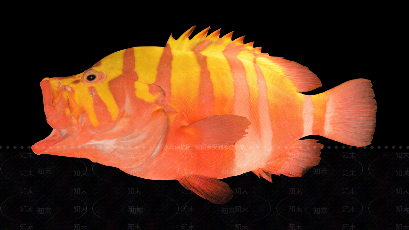 水生类动物3D模型下载【ID:1189018804】