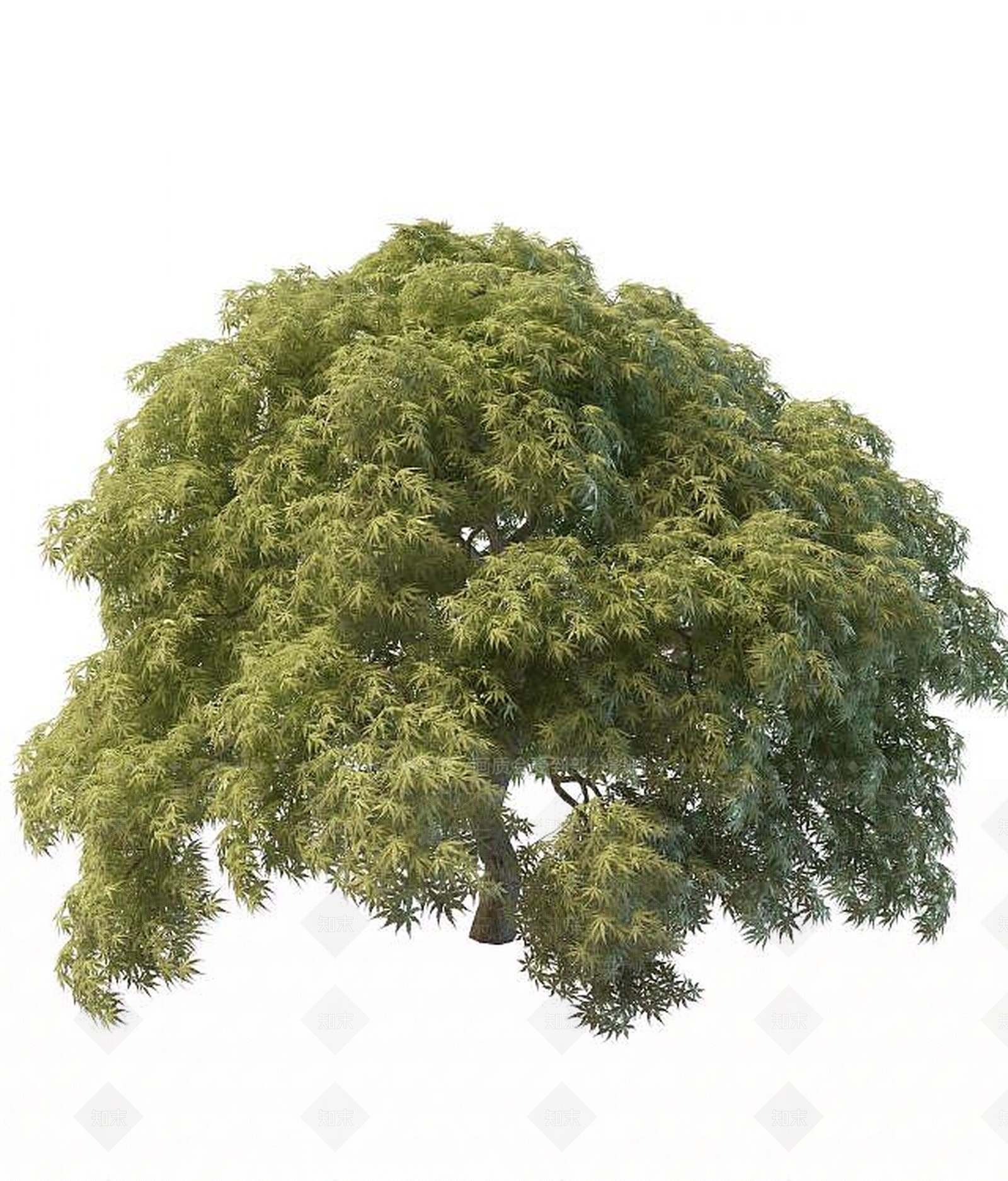 现代灌木3D模型下载【ID:1189129413】