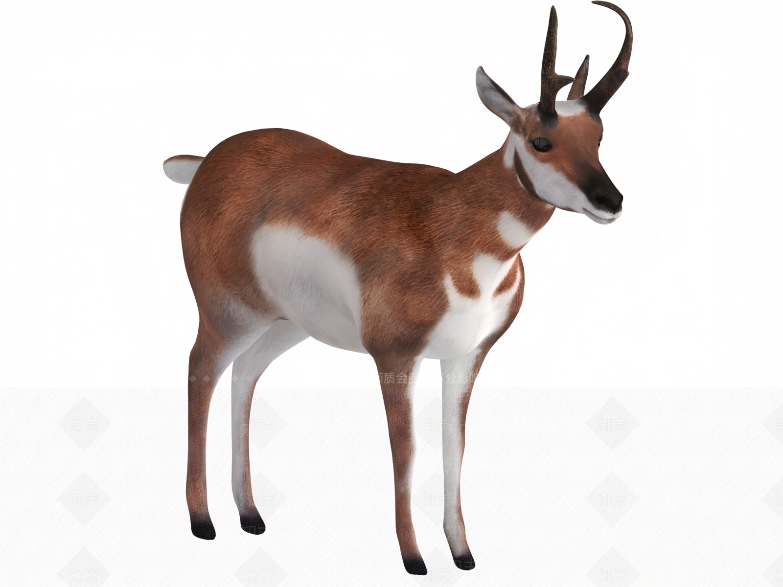 其他动物3D模型下载【ID:1189244804】