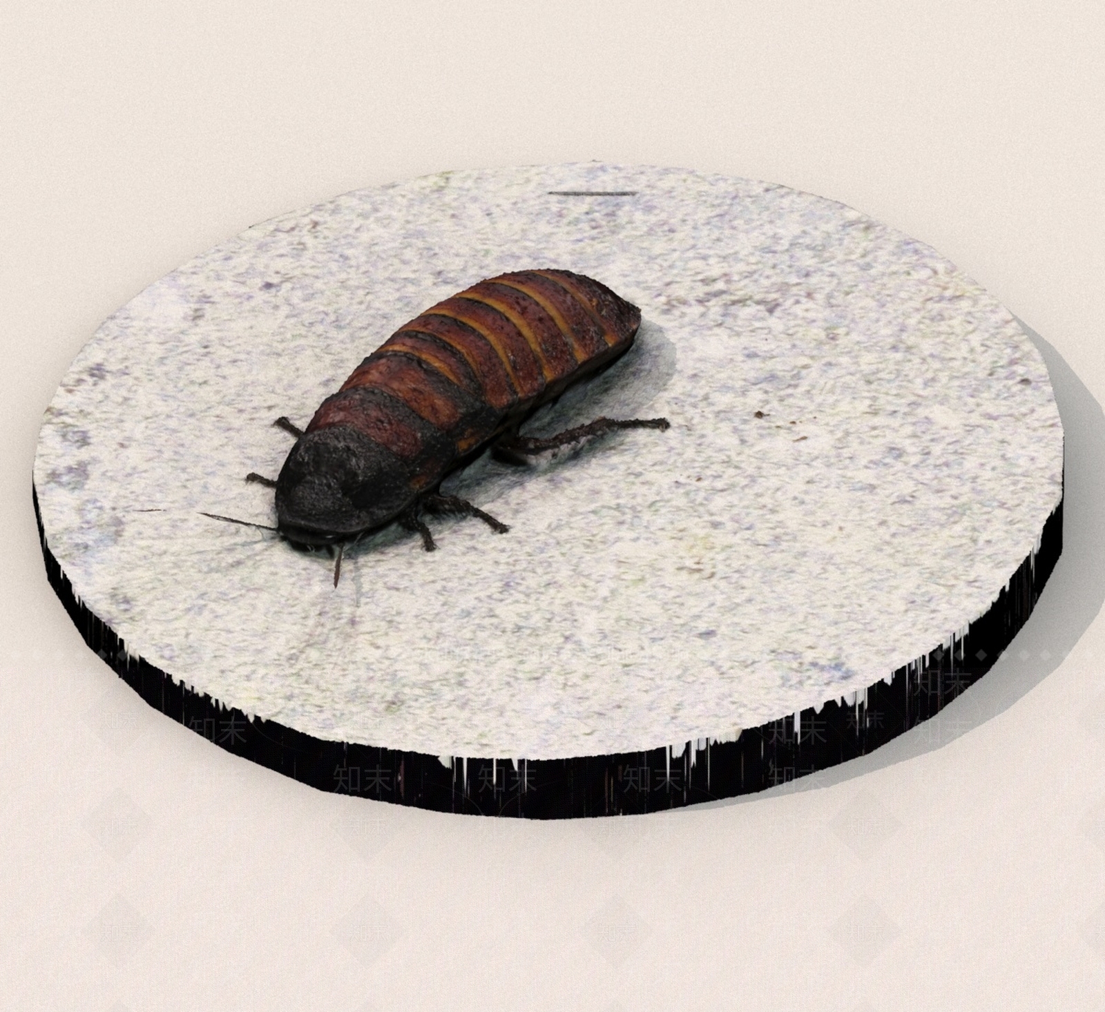 爬行类动物3D模型下载【ID:1189247846】