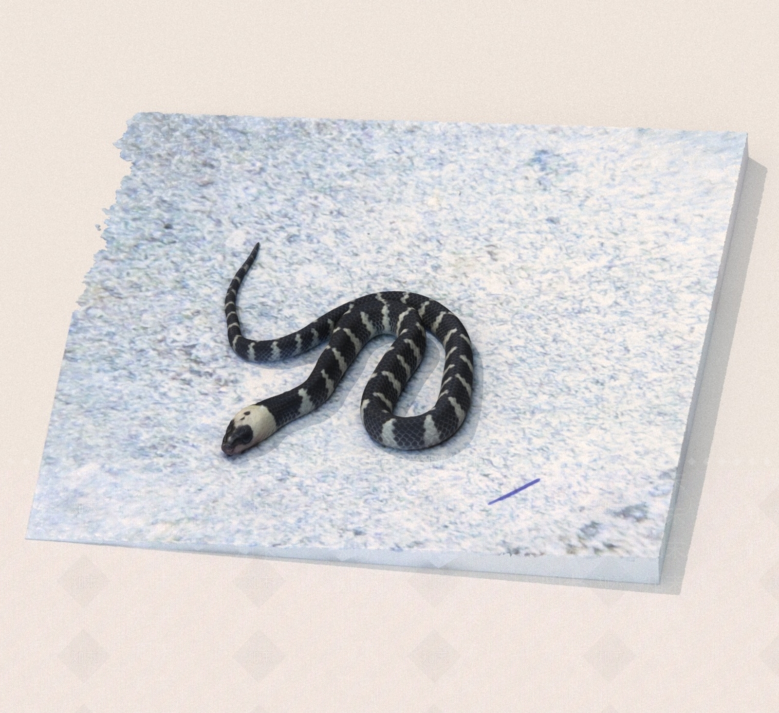 爬行类动物3D模型下载【ID:1189248075】