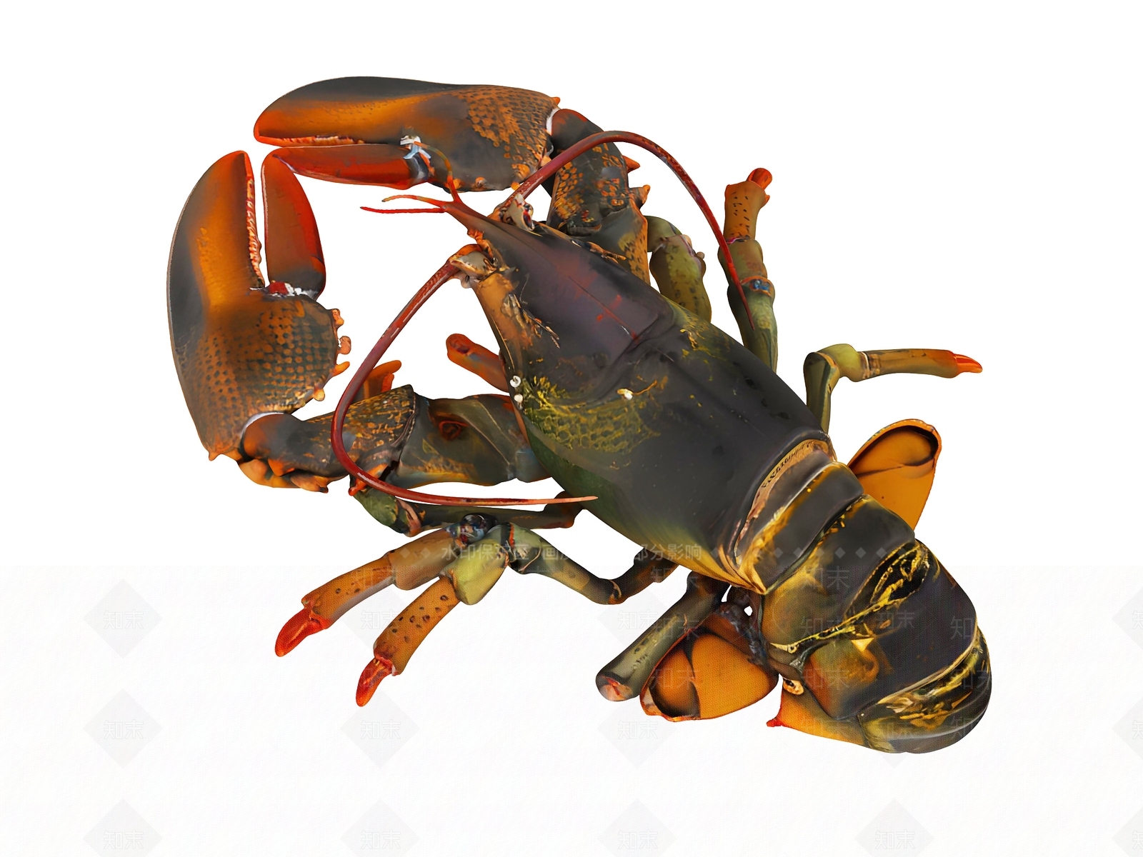 水生类动物3D模型下载【ID:1189259821】