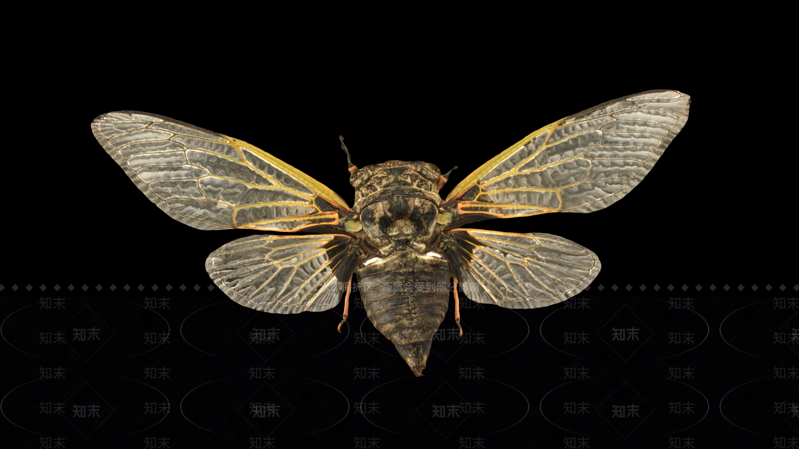 飞行类动物3D模型下载【ID:1189296802】