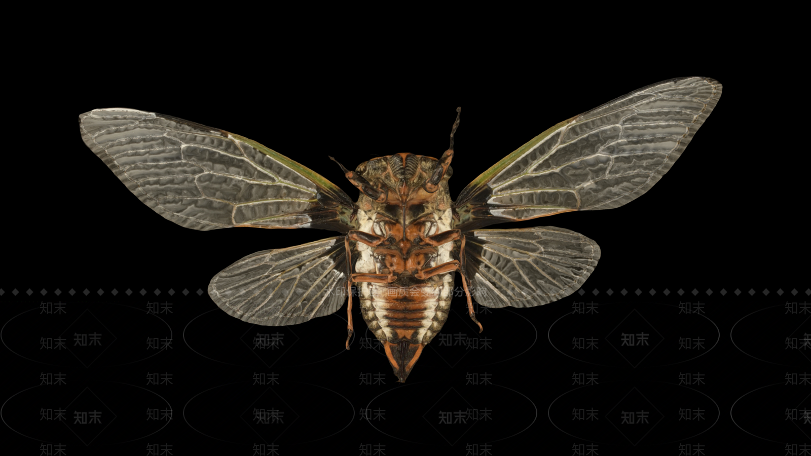 飞行类动物3D模型下载【ID:1189296802】
