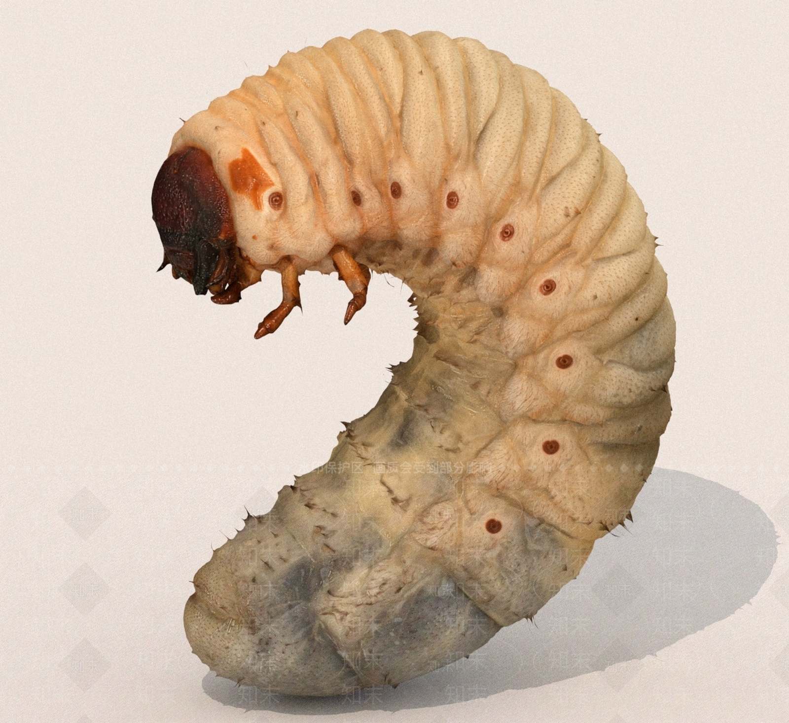 其他动物3D模型下载【ID:1189363452】
