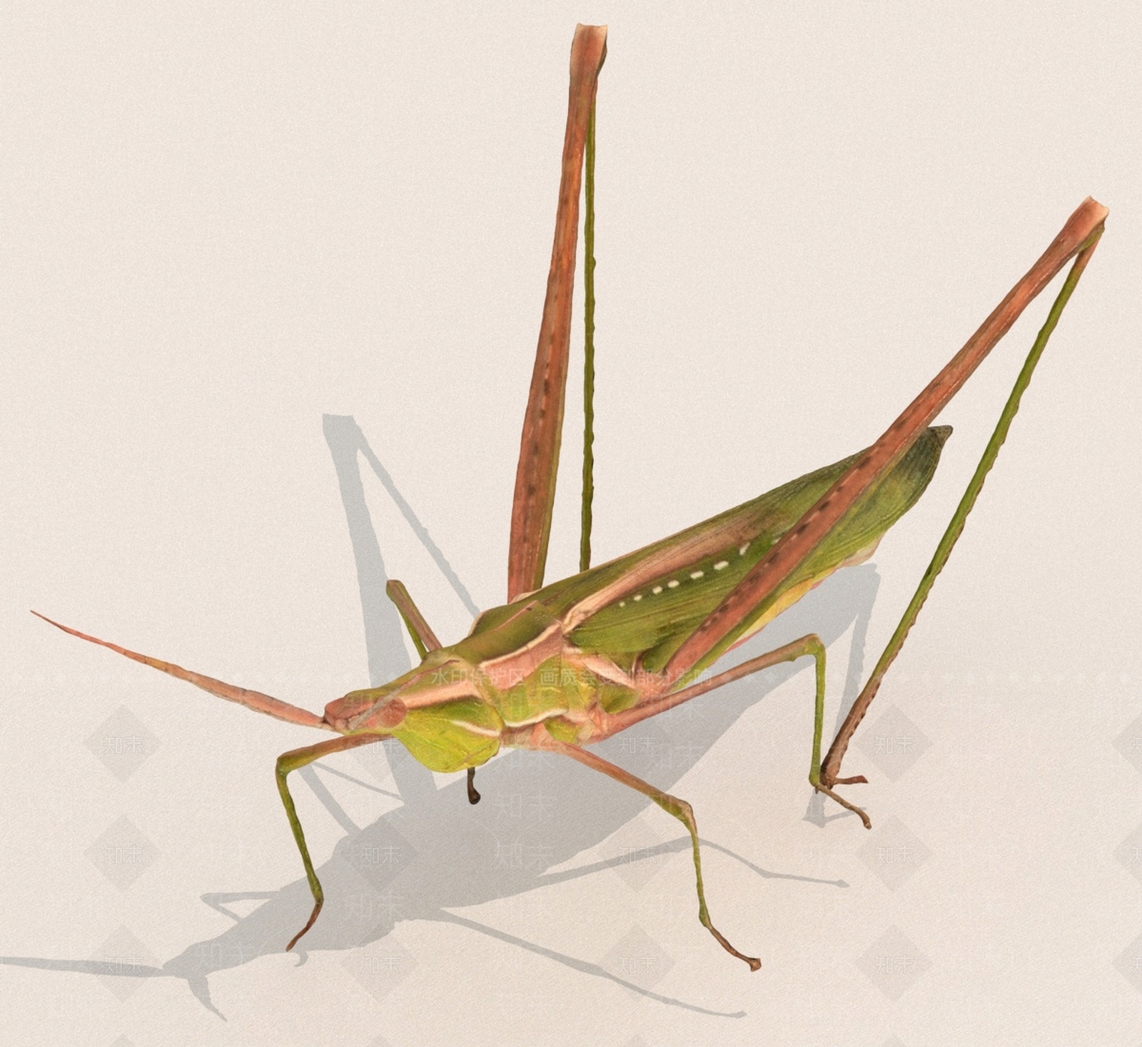 其他动物3D模型下载【ID:1189367846】