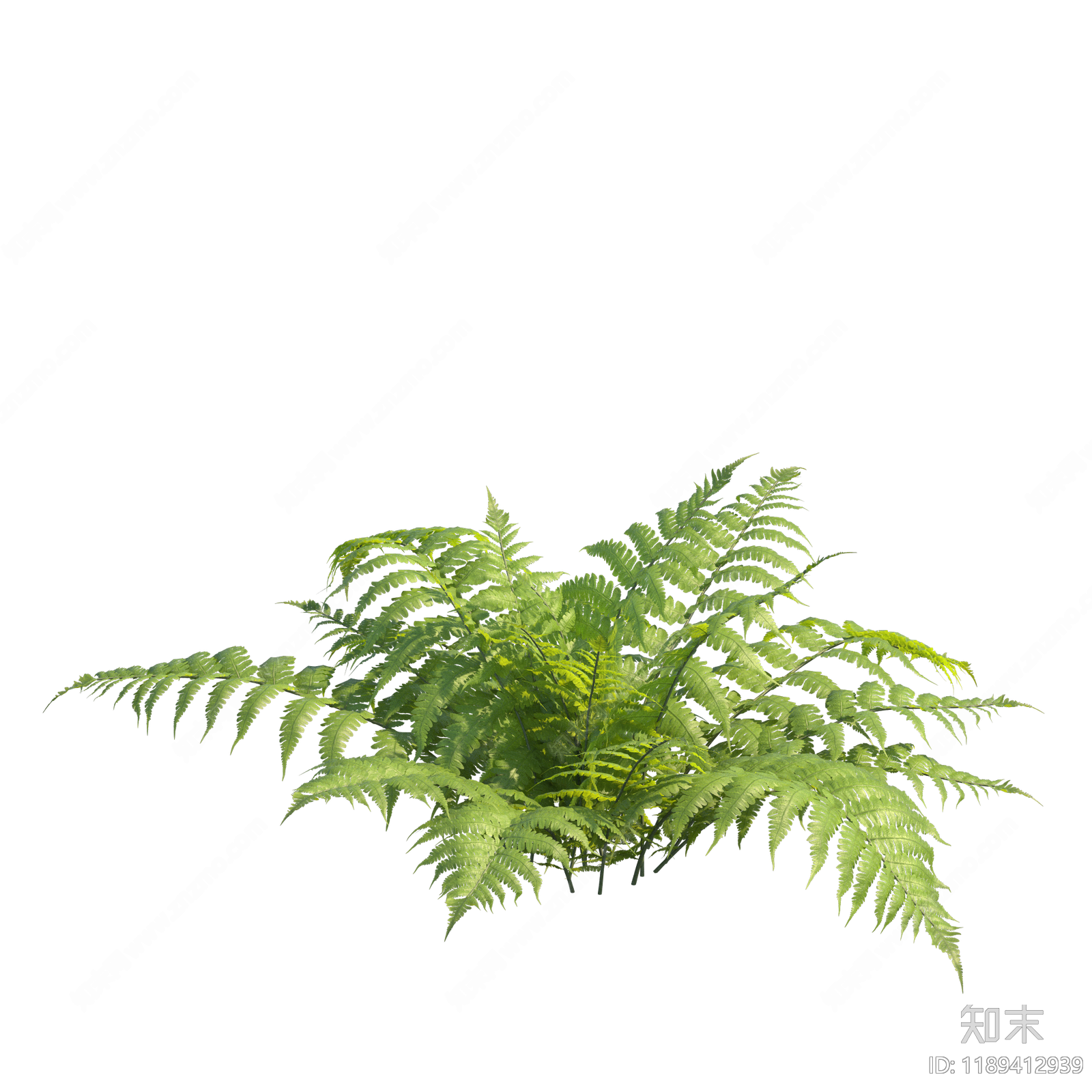 地被植物设计素材精品下载_知末网