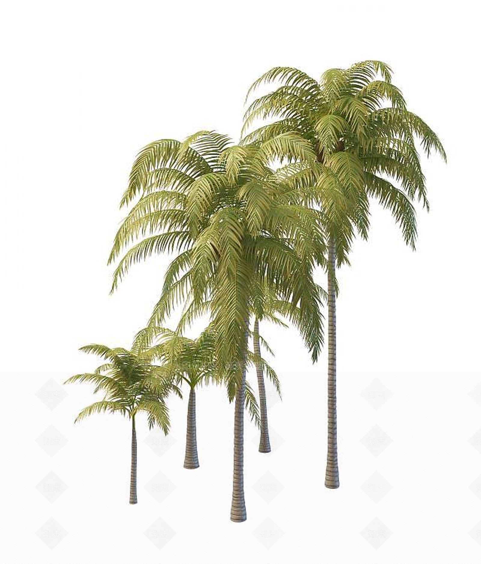 现代椰子树3D模型下载【ID:1189455930】