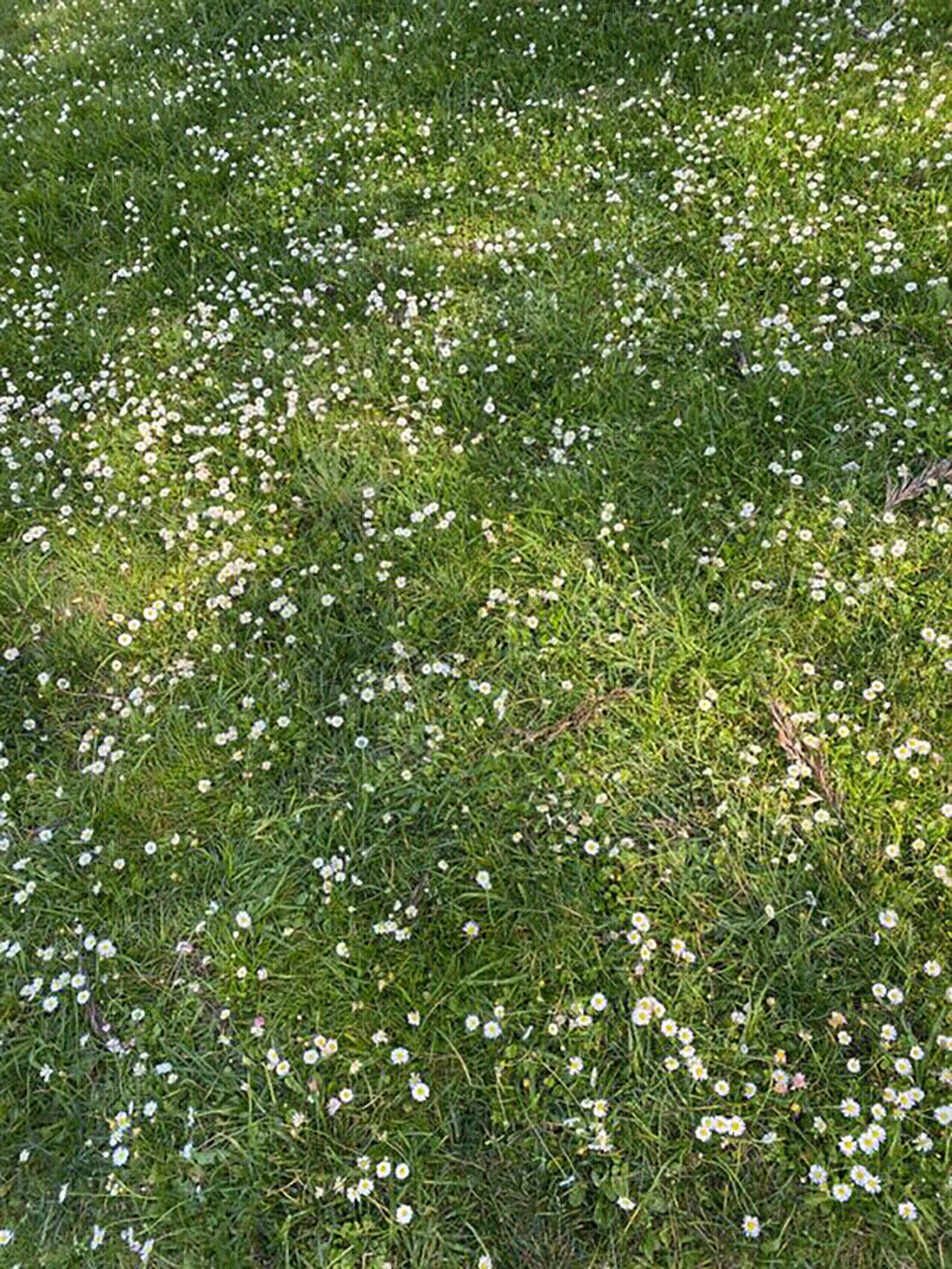 现代自然地面贴图下载【ID:1189538368】