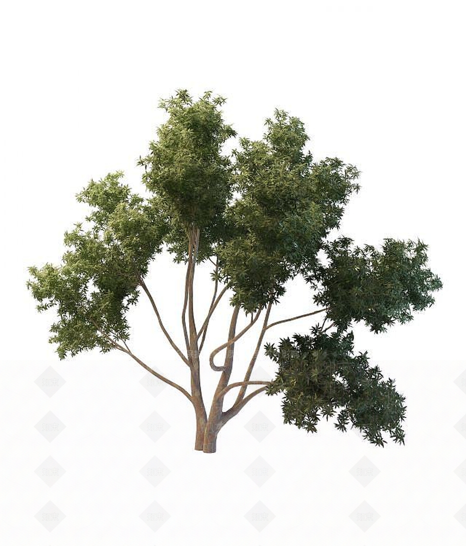 现代园林景观树3D模型下载【ID:1189624991】