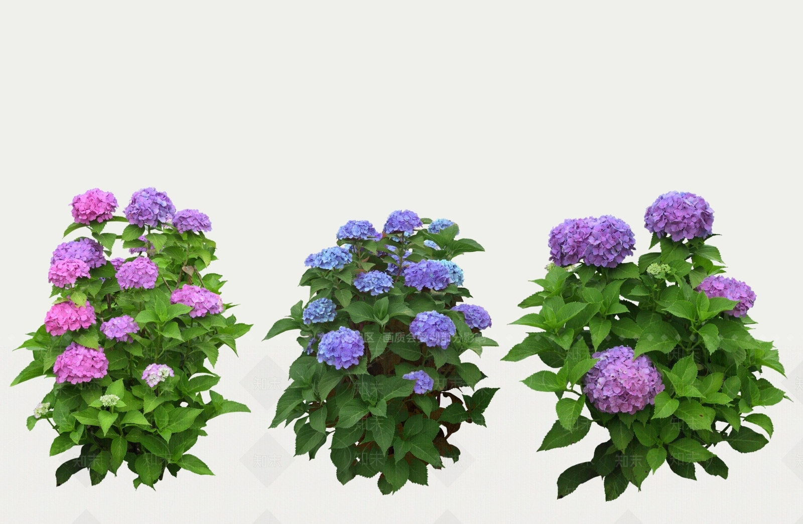 花草SU模型下载【ID:1189974189】