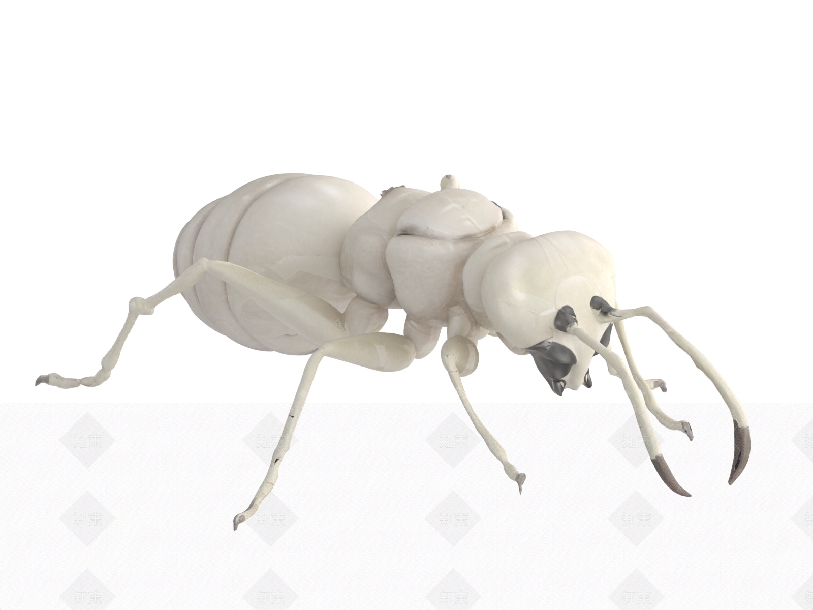 爬行类动物3D模型下载【ID:1189979730】