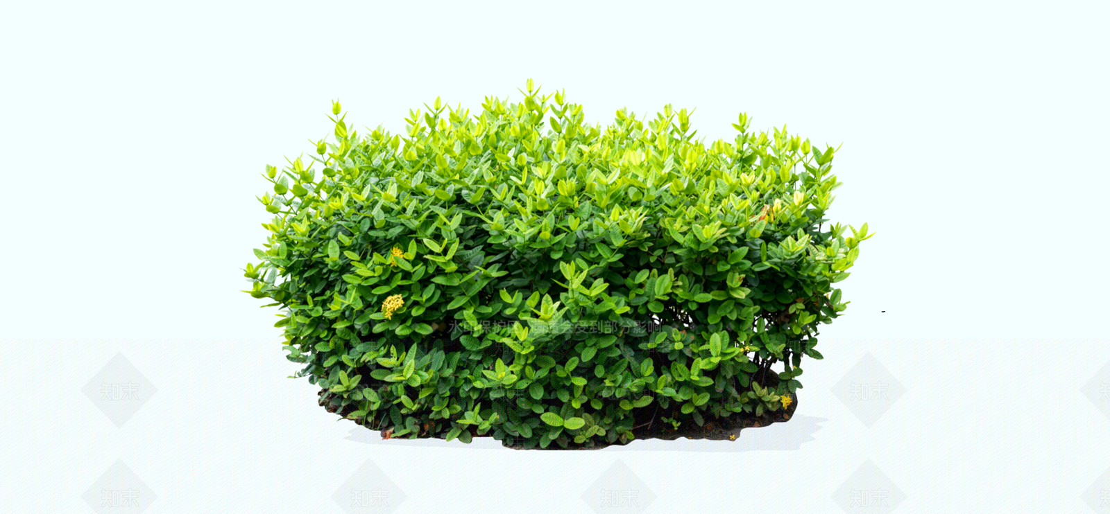 灌木SU模型下载【ID:1190136687】