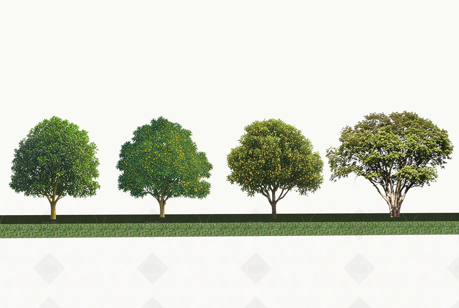 2D桂花树SU模型下载【ID:1190142232】