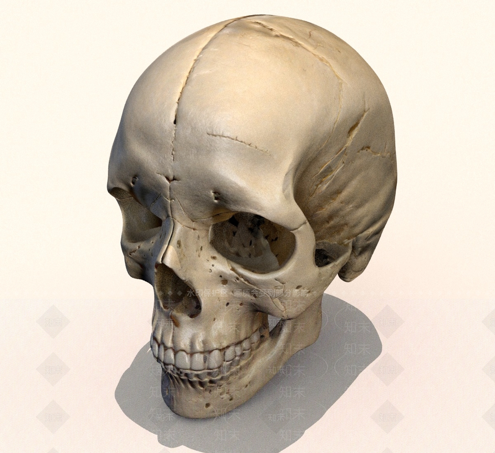 其他动物3D模型下载【ID:1190144079】