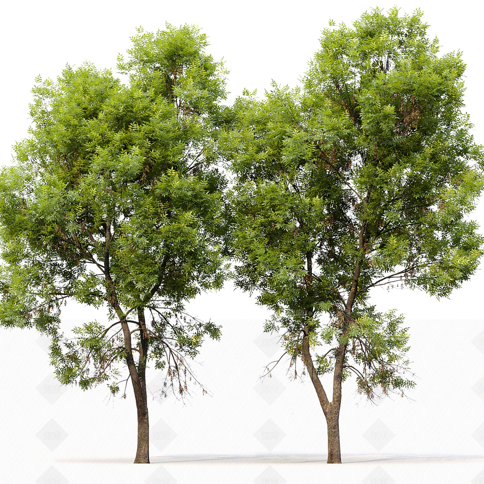 景观树3D模型下载【ID:1190256031】