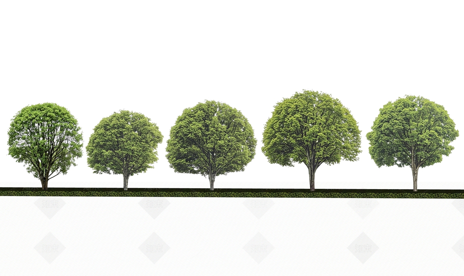 2D精品桂花树SU模型下载【ID:1190368484】