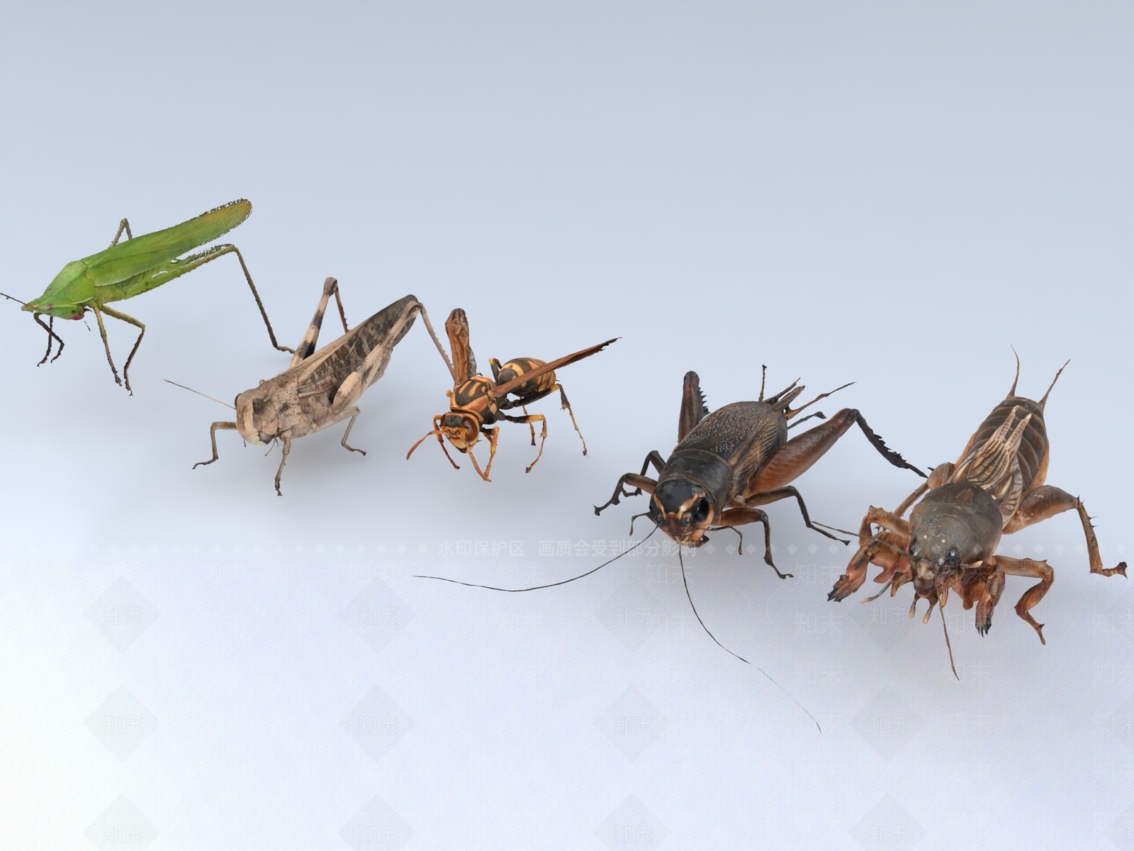 飞行类动物3D模型下载【ID:1190380326】