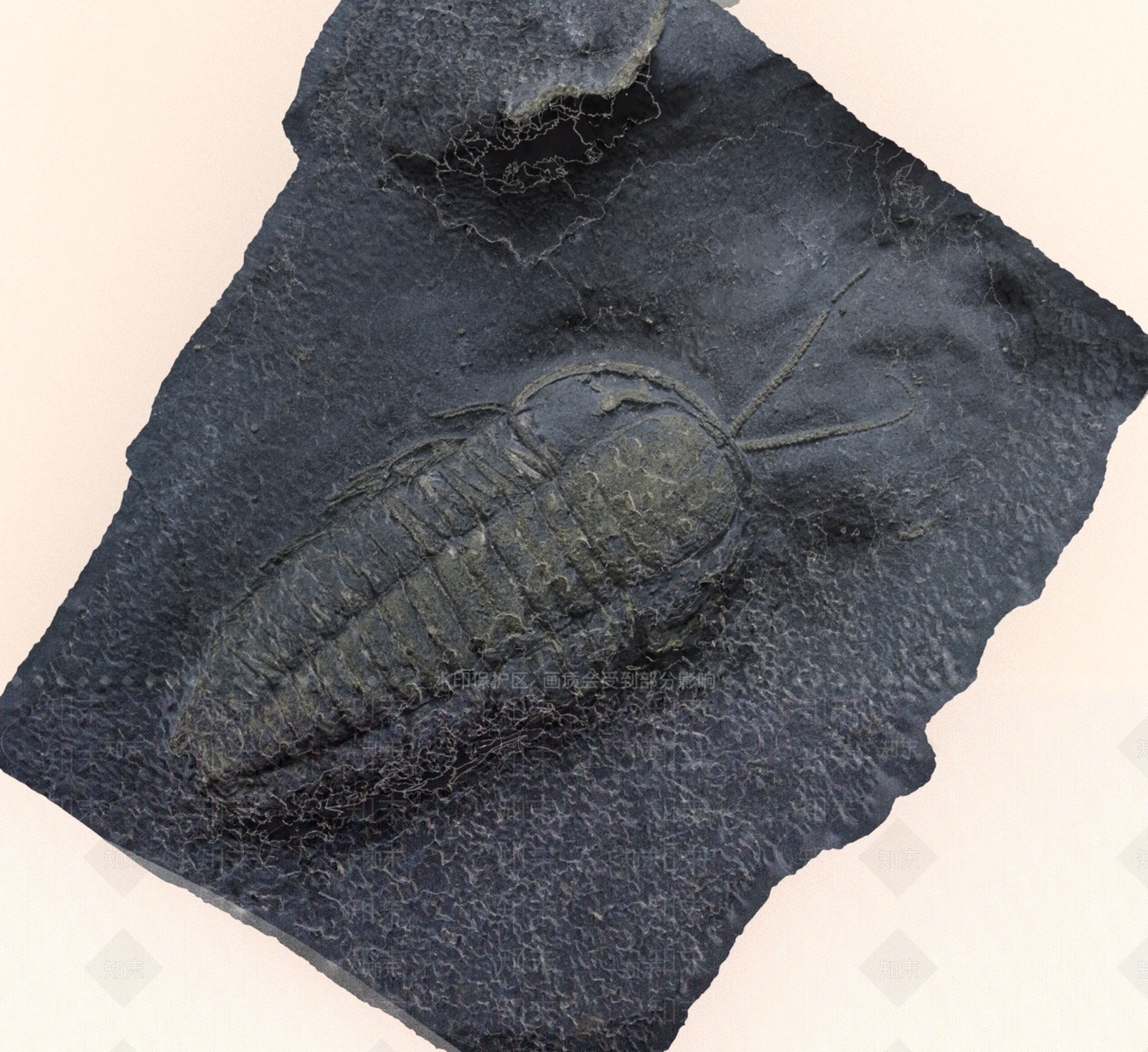 其他动物3D模型下载【ID:1190492055】