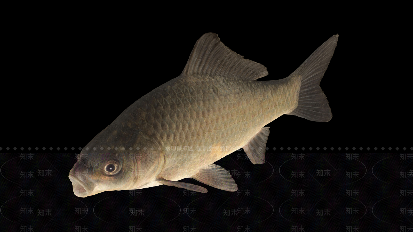 水生类动物3D模型下载【ID:1190550718】