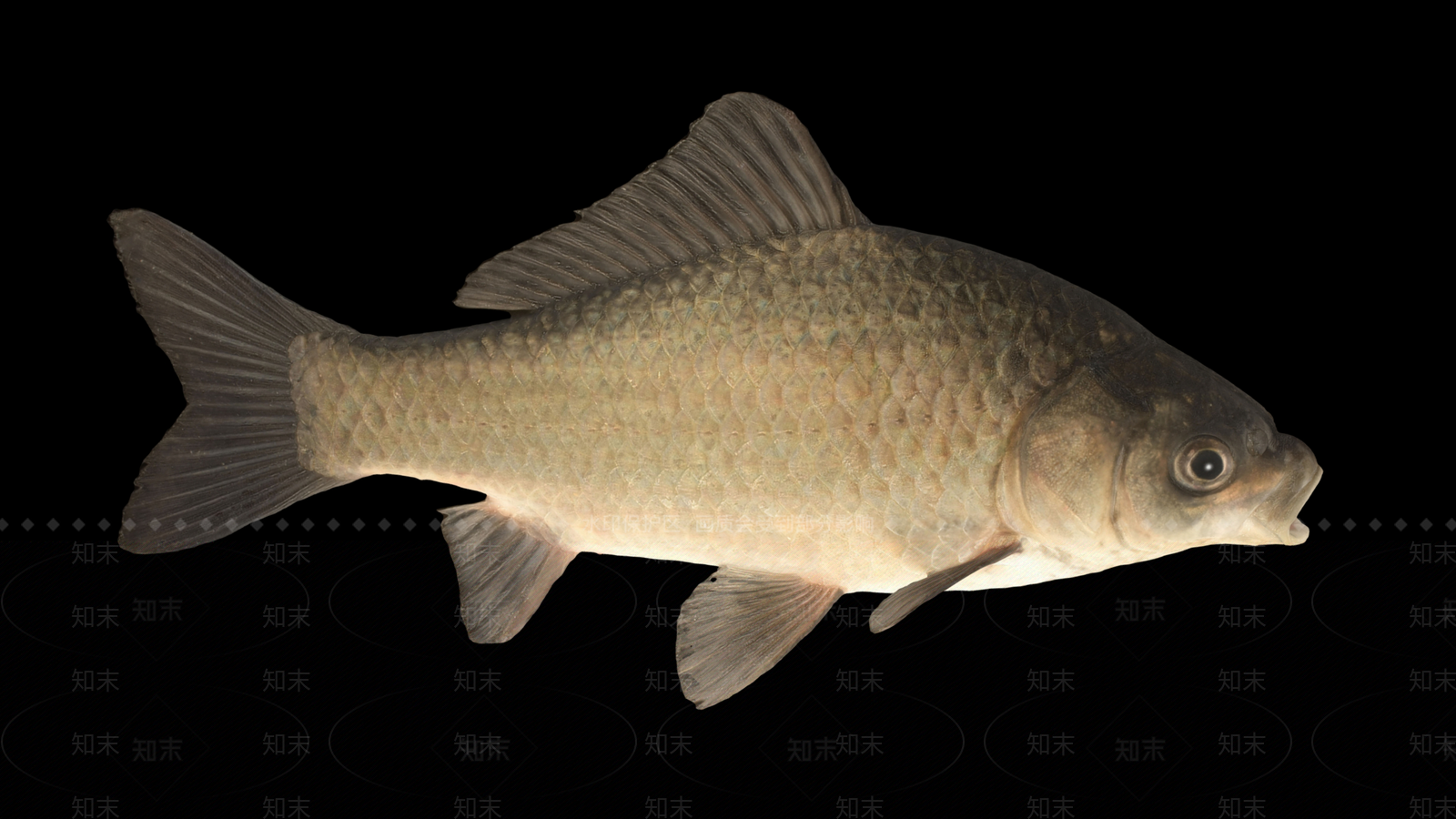 水生类动物3D模型下载【ID:1190550718】
