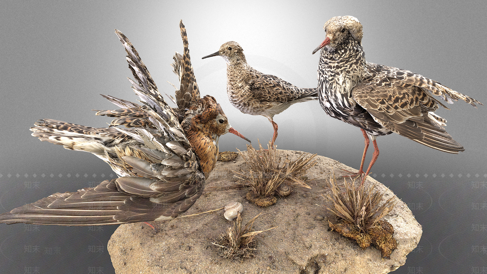 飞行类动物3D模型下载【ID:1190661946】