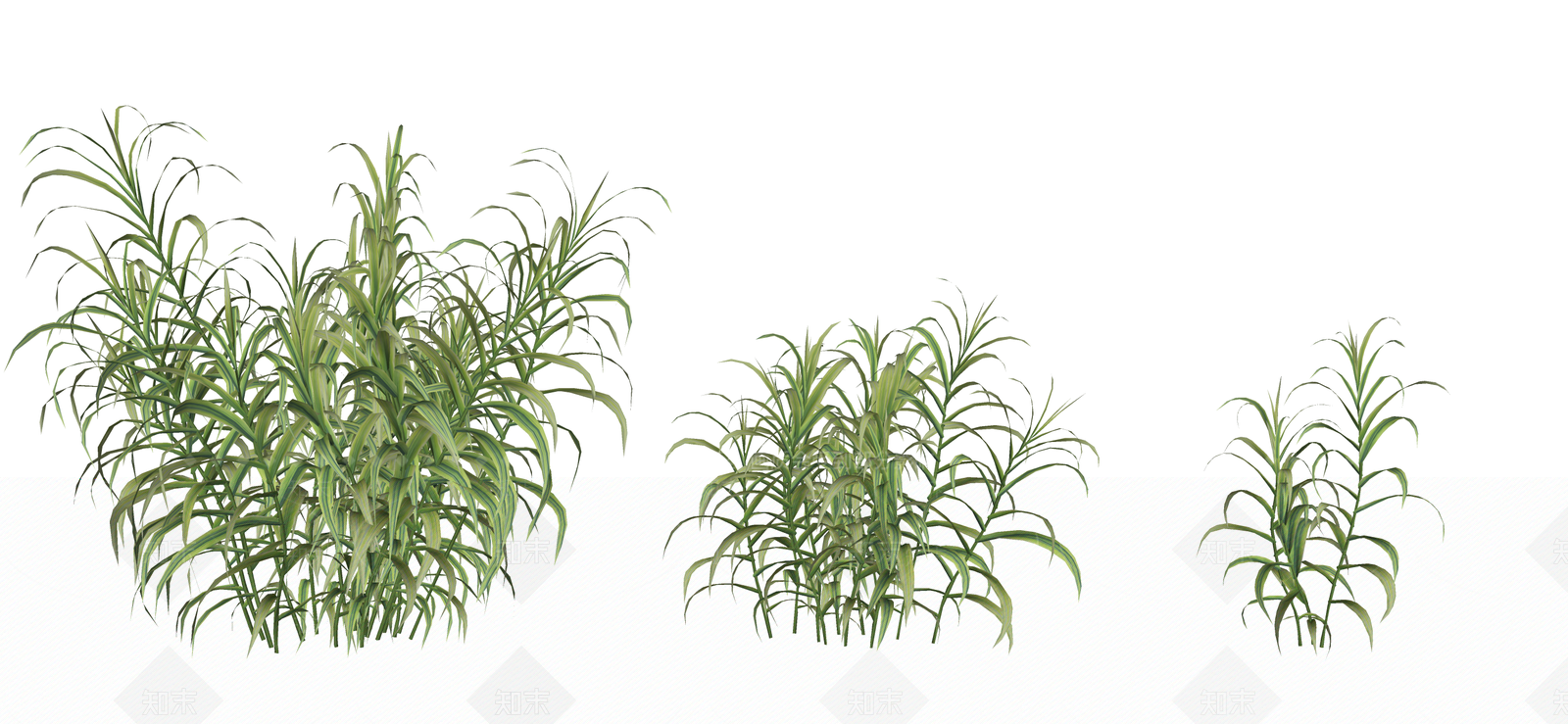 水生植物SU模型下载【ID:1190677891】