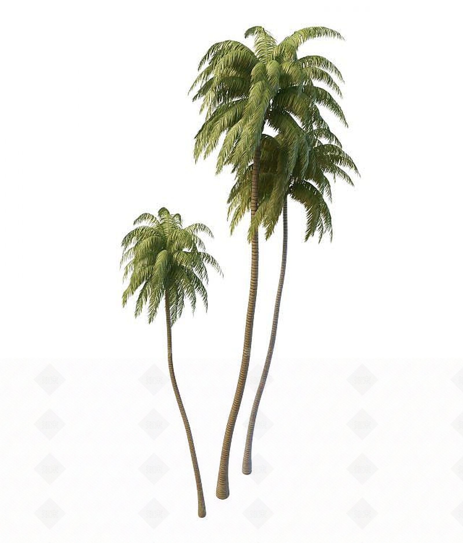 现代椰子树3D模型下载【ID:1190688582】