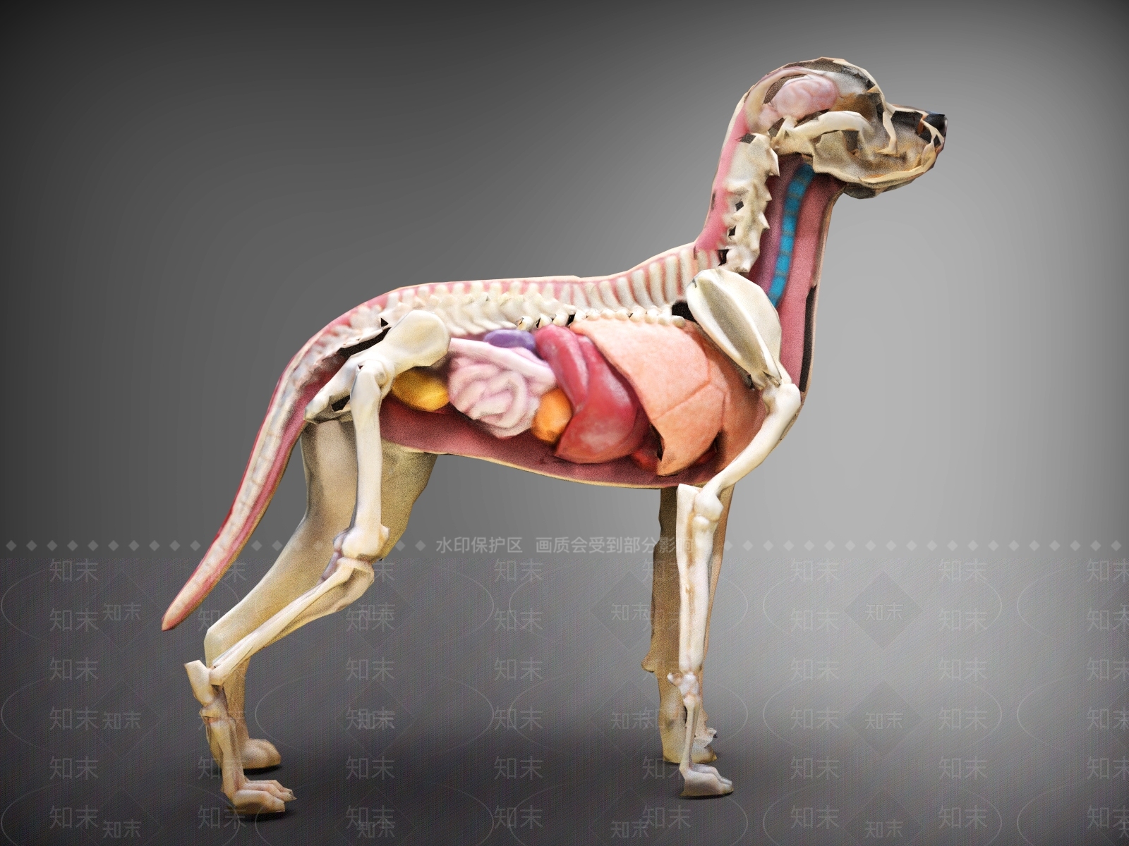 狗3D模型下载【ID:1190727346】