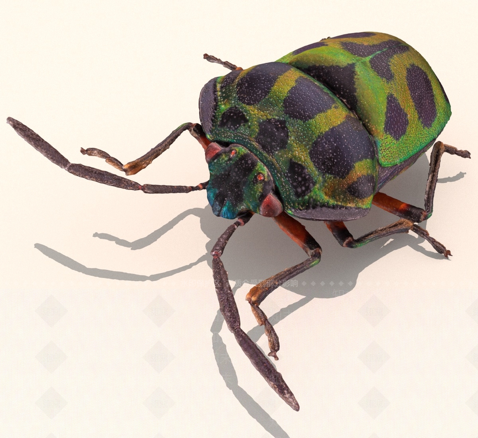 飞行类动物3D模型下载【ID:1190733896】