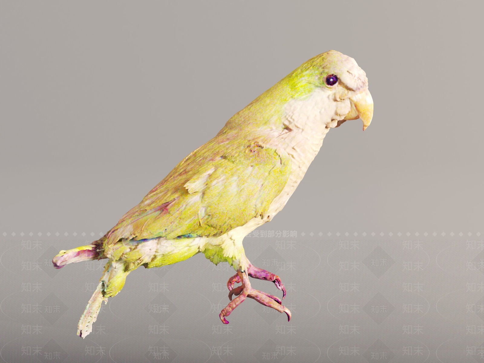 飞行类动物3D模型下载【ID:1190778479】