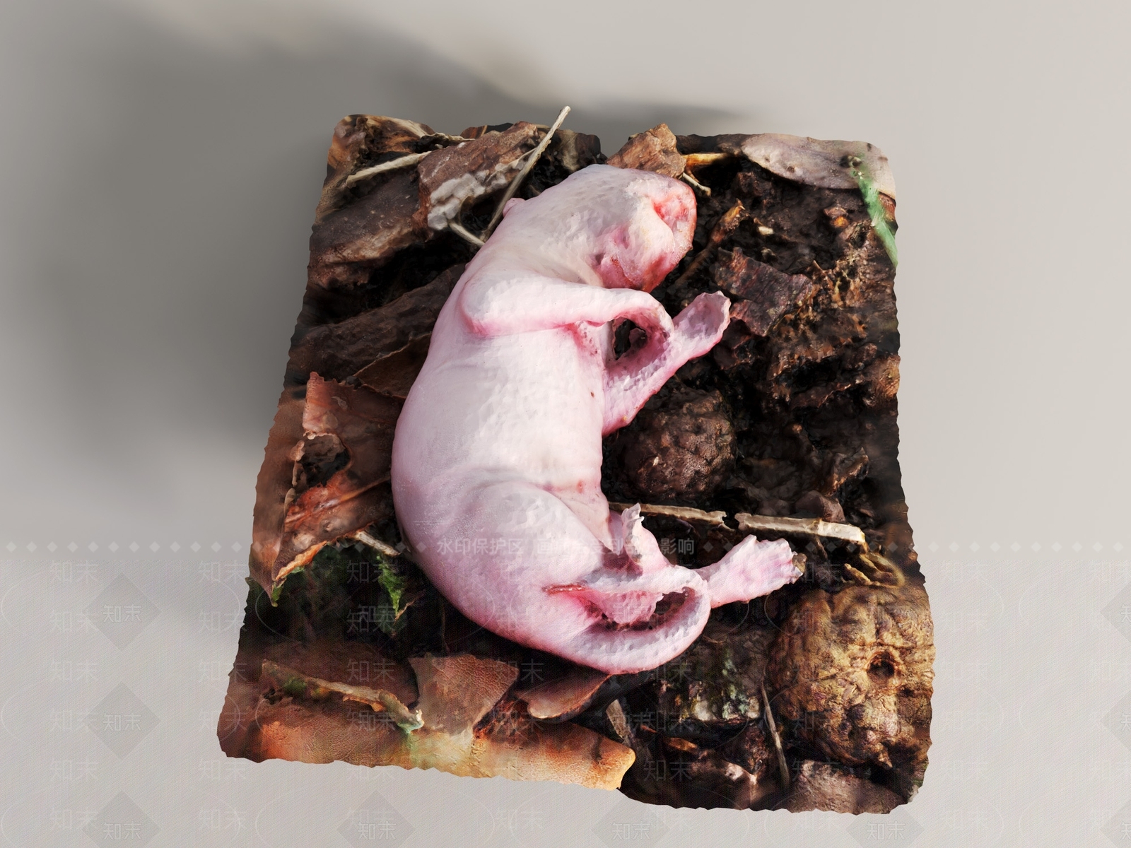 爬行类动物3D模型下载【ID:1190779578】