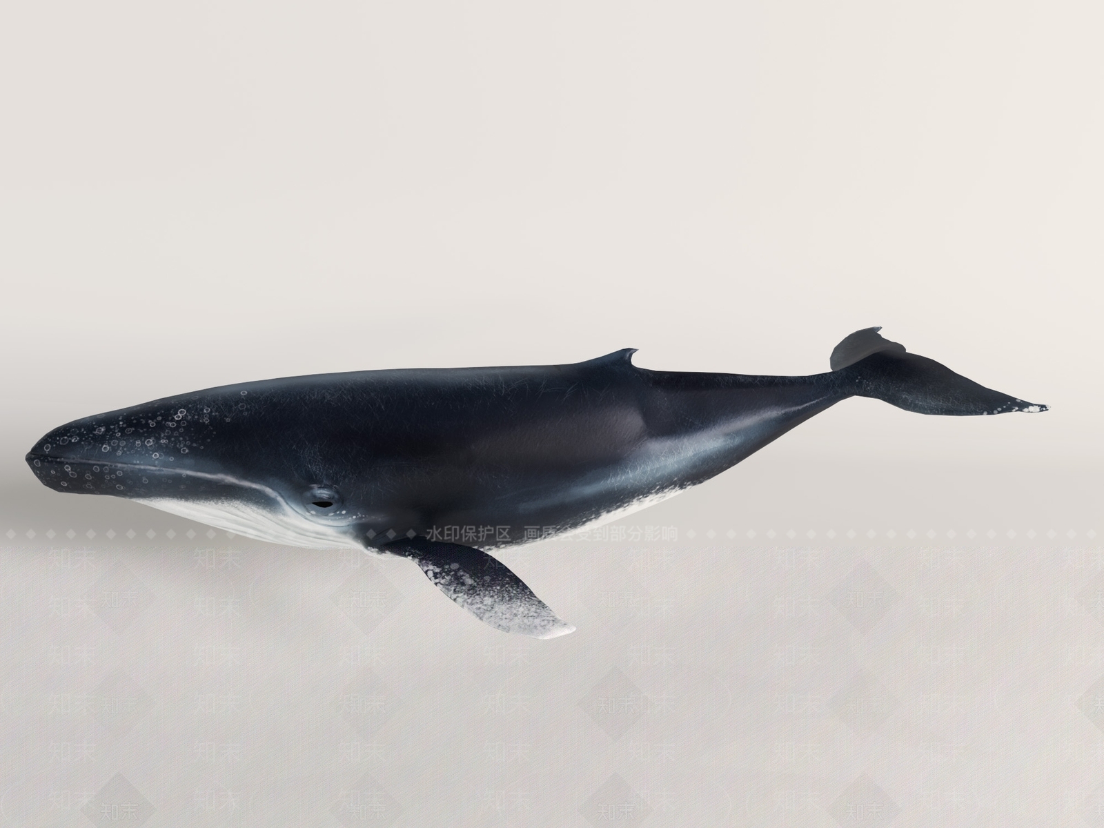 水生类动物3D模型下载【ID:1190781251】