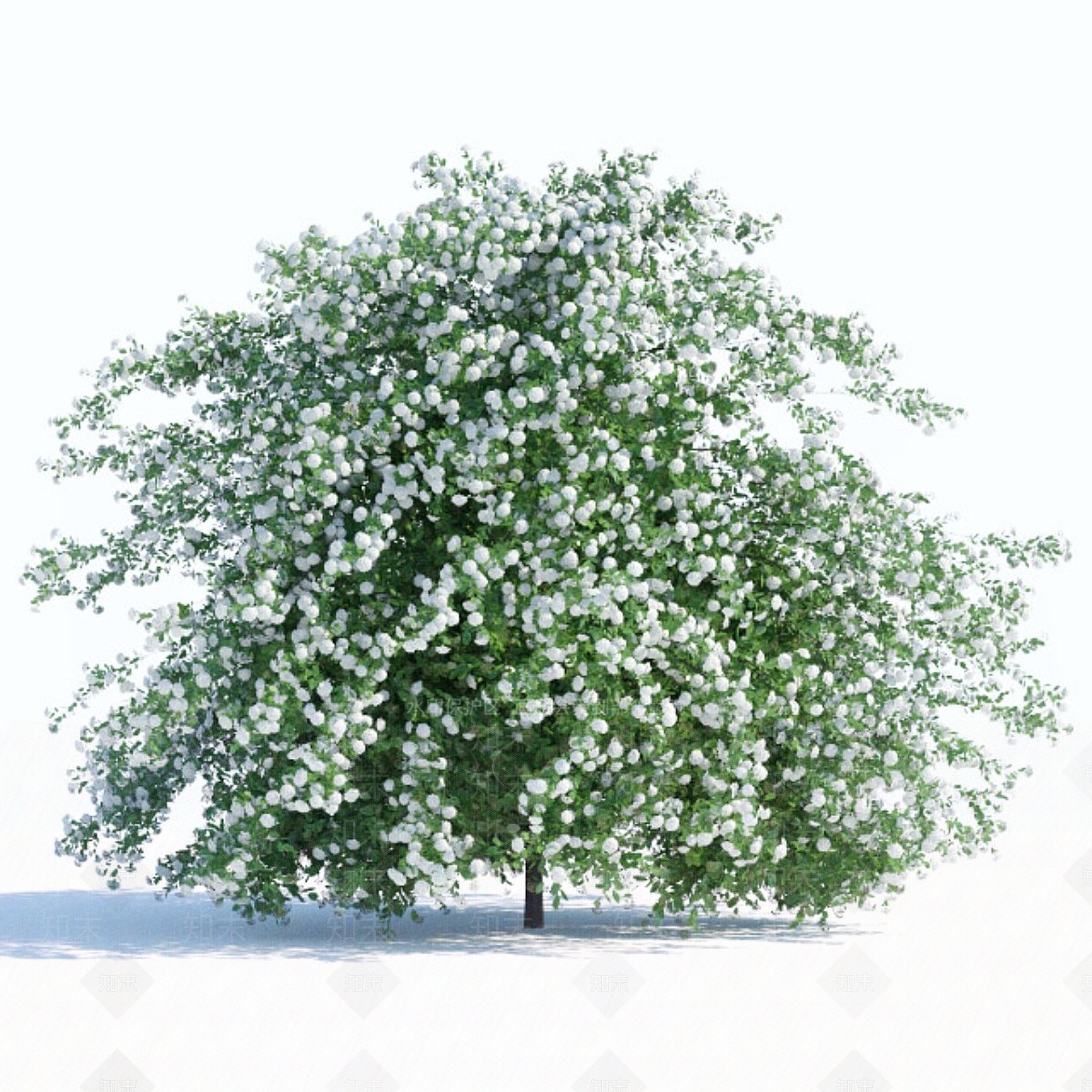 草3D模型下载【ID:1190862816】